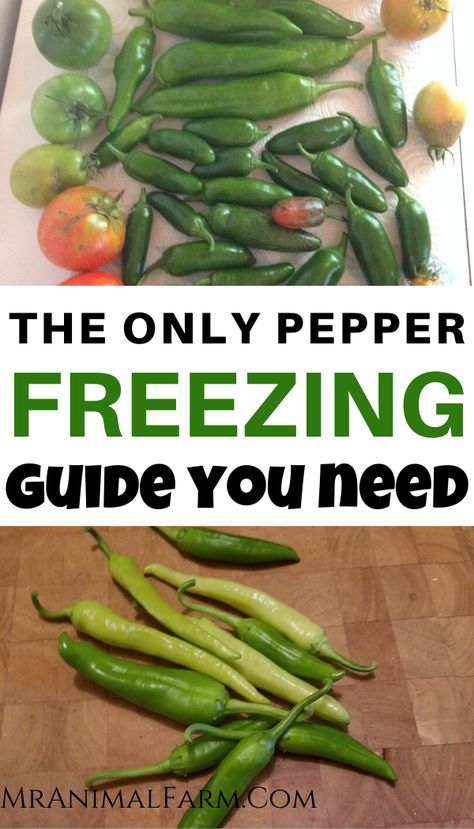 Freezing Green Peppers From Garden, Preserve Serrano Peppers, Freezing Hot Peppers From Garden, How To Dry Serrano Peppers, Serrano Peppers Preserving, Canned Serrano Peppers, Can You Freeze Green Peppers, What To Do With Green Peppers From The Garden, How To Freeze Serrano Peppers