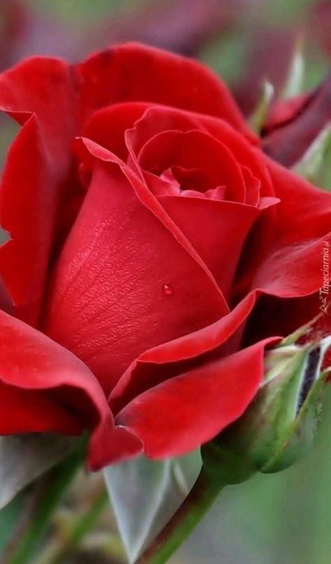 Red Roses Wallpaper, Fleur Orange, Rose Flower Wallpaper, Beautiful Red Roses, Red Rose Flower, Beautiful Flowers Wallpapers, Beautiful Rose Flowers, Beautiful Flowers Pictures, Rose Wallpaper