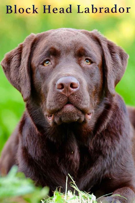 Block head Lab or blockhead Labrador is a term used to describe English or show type Labs with broad, square heads and a distinctively chunky look. We’ll look at why this is significant to Labrador breeding, and how you can ensure your Lab has the block head look, if that’s what’s you want. English Lab Puppies, American Labrador, Fun Facts About Dogs, Cute Labrador Puppies, Labrador Puppies For Sale, English Labrador, English Lab, Chocolate Lab Puppies, Labrador Mom