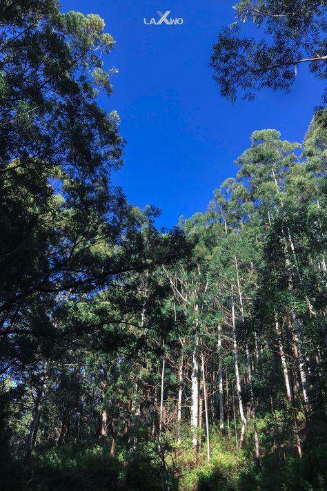 Nature Beauti of Wet Montane Forest Horton Plains Sri Lanka Montane Forests, Background References, Nature Beauty, Sri Lanka, Forest, Education, Natural Landmarks, Plants, Travel