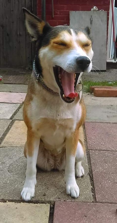 This husky x staffy is displaying calming signals by yawning. This particular dog language is used to diffuse situations or to calm themselves down after a slightly stressful encounter. Dog Knowledge, Dog Yawning, Dogs Photos, Dog Body Language, Dog Language, Calm Dogs, Dog Photography, Body Language, Art Studies