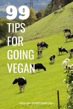 99 tips for going vegan. Why go vegan? Global Health Issues, Reasons To Go Vegan, How To Become Vegan, Healthy Man, Gluten Free Banana, Go Vegan, Are You Serious, Vegan Burgers, Vegan Animals