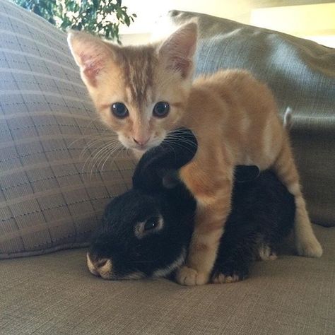 Just chillin #cute #kitten #bunny Animals Friendship, Cute Animals Images, Pretty Animals, Like A Cat, Weird Animals, Animals Images, Cute Bunny, Animals Friends