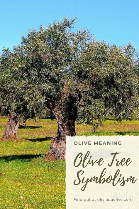 Tree Symbolism Meaning, Olive Tree Quotes, Olive Tree Wedding Decor, Olive Tree Meaning, Olive Tree Tattoo For Women, Olive Branch Tattoo Meaning, Olive Tree Art, Olive Branch Symbolism, Olive Branch Meaning