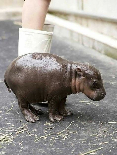 Baby Hippopotamus, Regnul Animal, Cute Hippo, Baby Animals Pictures, Baby Animals Funny, Cute Animal Photos, Cute Animal Pictures, Hippopotamus