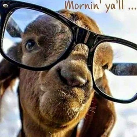 Cowboy Lifestyle Network sur Instagram : Mornin' ya'll! #greatday #ffa #farmers #country #akchin #countryfolks #earnhardtauto #funny #cute #farming #rancher Funny Goat Pictures, Goat Pictures, Goat Picture, Sid The Sloth, Cowboy Lifestyle, Ugly Animals, Funny Goat, Popular Images, Billy Goat