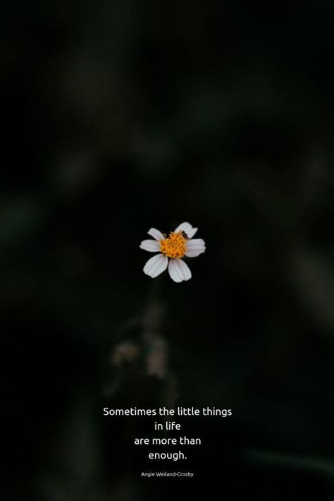 quotes for the soul | deeper quotes |  life wisdom quotes | mindfulness quotes | flower photography by Alan Cabello | "Sometimes the little things in life are more than enough." Angie Weiland-Crosby     #quotes #soulful #naturequotes #mindfulnessquotes #wisdomquotes #naturephotography #alancabello #blogging #soul #wellbeing #mindfulness #angieweilandcrosby #momsoulsoothers Daisy Quotes, The Little Things In Life, Little Things In Life, Quotes Deep Meaningful, Soul Quotes, Flower Quotes, Nature Flowers, Nature Quotes, Instagram Quotes