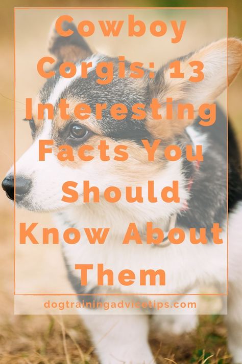 Cowboy Corgi Puppies, Corgi Full Grown, Cowboy Corgi, Corgi Names, Corgi Breeds, Corgi Facts, Australian Cattle Dog Mix, Corgi Mix, Dog Training Advice