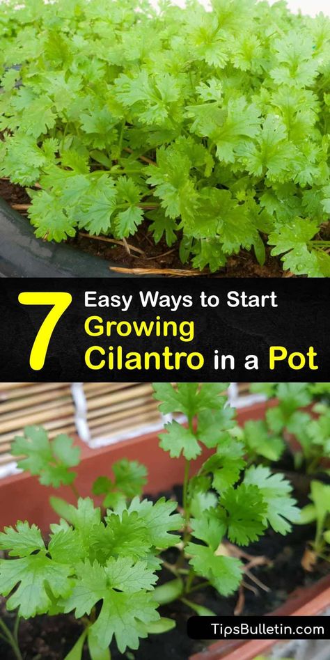 A popular herb for Asian cuisine, discover how easy it is to start growing cilantro and when to expect coriander seeds. Learn about cilantro's tendency for bolting and when to plant cilantro seeds to get fresh cilantro. #cilantro #container #growing #pots Cilantro Indoors Growing, Corriander Plant How To Grow, Preserving Cilantro Fresh Herbs, How To Grow Cilantro In A Pot, Growing Cilantro In A Pot, Planting Cilantro, Grow Coriander At Home, How To Grow Coriander, Grow Cilantro Indoors