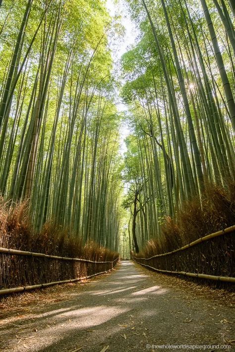 Bamboo Forest Kyoto, Bamboo Forest Japan, Kyoto Day Trip, Arashiyama Bamboo Grove, Arashiyama Bamboo Forest, Bamboo Grove, Spring Scenery, Tokyo Streets, Forest Falls