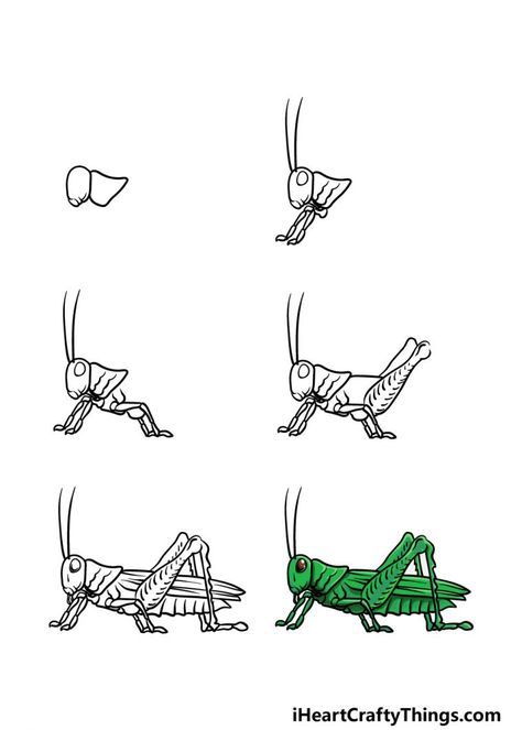 How To Draw A Grasshopper, Grasshopper Drawing, Grasshopper Illustration, Cricket Insect, Green Grasshopper, Back Drawing, Alphabet Worksheets Preschool, Worksheets Preschool, Craft Images