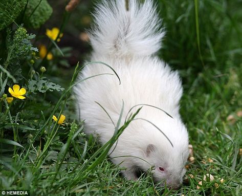 Albino Skunk | He's all-white: Tiny rare albino skunk becomes unlikely star of the ... Skunk Aesthetic, Stinky Cat, Pet Skunk, White Skunk, Five Sisters, Rare Albino Animals, Baby Skunks, Soft Kitty Warm Kitty, White Animals