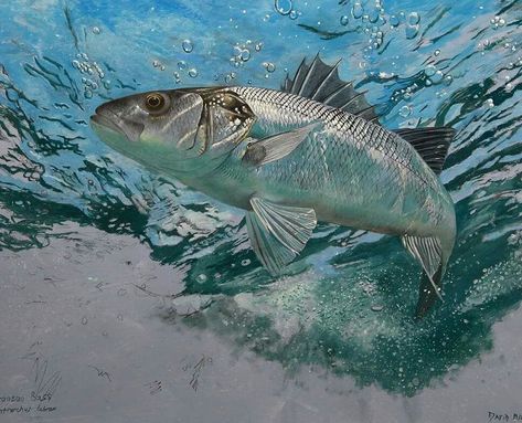 Fish Reference, Fish Artwork, David Miller, Underwater Painting, River Art, British Wildlife, Fish Drawings, Wildlife Artists, Sea Bass