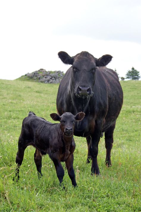 Black Angus Cow & Calf                                                                                                                                                      More Cow Breeds, Gado Leiteiro, Angus Cow, Angus Cattle, Raising Cattle, Beef Cow, Beef Cattle, Cattle Ranching, Cattle Farming