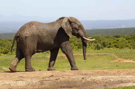 African Bush Elephant (loxodonta Africana), Addo Elephant  Free Stock Photo and Image 441758062 Outline Pictures, Animation Maker, African Bush Elephant, Intro Youtube, Business Cards And Flyers, Photo Stickers, Text Animation, African Elephant, Creative Images