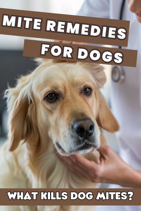 What Kills Mites on Dogs? [The Best DIY Treatments] Natural Ear Mite Remedy Dogs, Dog Mites How To Get Rid Of, Ear Mites In Dogs Remedies, Dog Mites, Itchy Dog Ears, Itchy Dog Remedies, Dog Ear Mites, Mites On Dogs, Dog Itching Remedies