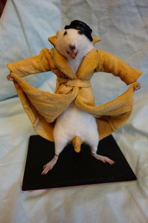 Rats Wearing Clothes, Rat In A Dress, Monkey Balls, Remy The Rat, Hamsters Funny, Rattus Rattus, Cat Memes Funny, Funny Looking Cats, Funny Rats