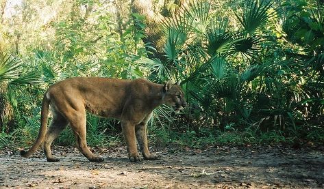 15 Best Things to Do in Deerfield Beach (Florida) - The Crazy Tourist Deerfield Beach Florida, Florida Panther, Florida Fish, National Wildlife Federation, Rare Cats, Fort Myers Florida, Rare Animals, Endangered Animals, Florida Panthers