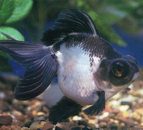 Panda Demekin ( Telescope ) Goldfish. Goldfish Species, Types Of Goldfish, Big Eyed Fish, Ryukin Goldfish, Aspiration Board, Goldfish Tattoo, Goldfish Types, Oranda Goldfish, Fantail Goldfish