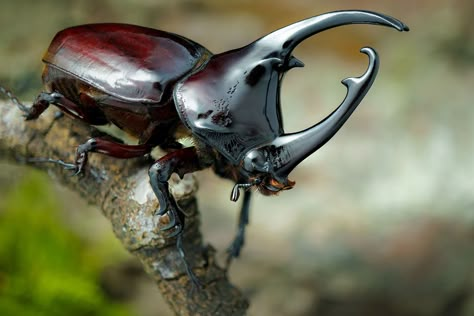 Types Of Beetles, Rhino Beetle, Insect Photos, Cool Insects, Bug Collection, Insect Photography, Beetle Insect, Cool Bugs, Stag Beetle