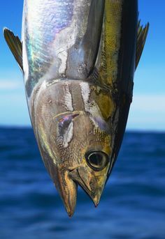 Yellowfin Tuna #phot  Yellowfin Tuna #photography #nautical #fish #fishing #ocean #onnevanderwal Tuna Photography, Kayak Fishing Setup, Fishing Trout, Bluefin Tuna, Tuna Fishing, Nautical Prints, Yellowfin Tuna, Salt Water Fishing, Salt Water Fish