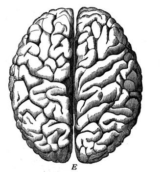 Brain Hemispheres, Diagram Drawing, Brain Painting, Brain Diagram, Arm Work, Body Diagram, Left Brain, Brain Structure, Brain Art