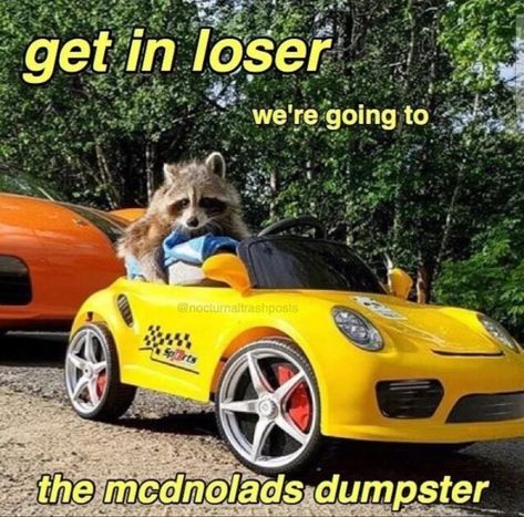 Racoon Funny, Raccoon Meme, Get In Loser, Cute Raccoon, Bad Cats, Trash Panda, January 13, Silly Animals, Racoon