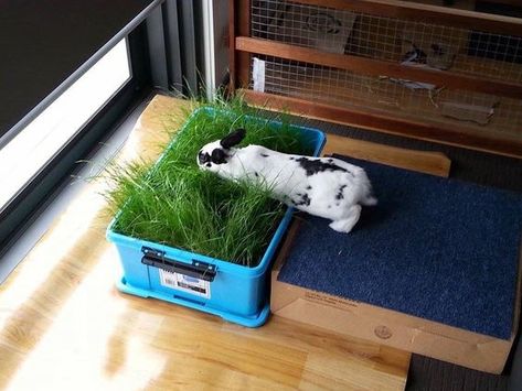 Easy Life Hacks, Rabbit Enclosure, Rabbit Habitat, Pet Rabbit Care, Bunny Hutch, Bunny Room, Pet Bunny Rabbits, Rabbit Life, Indoor Rabbit