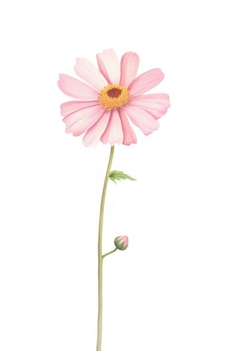 Pink flower petal plant daisy. AI generated Image by rawpixel. | free image by rawpixel.com / Te Daisy Illustration, Daisy Art, Calendar Ideas, Haifa, Pink Daisy, Flower Petal, Plant Illustration, Flower Plant, Daisy Print