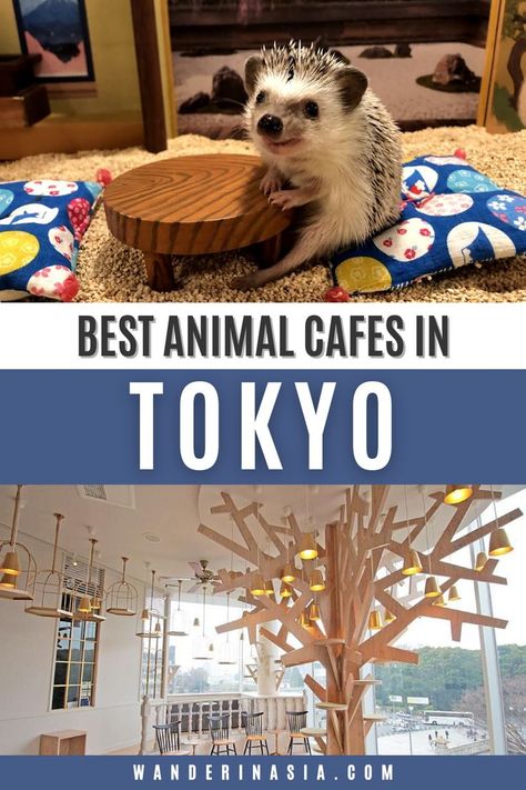 Owl Cafe Japan, Cat Cafe Japan, Coffee Shop Japan, Cat Island Japan, Cafes In Tokyo, Animal Cafe, Japan December, Tokyo With Kids, Japan October