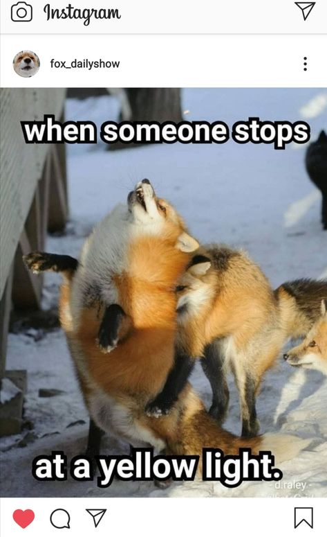 Fox Meme, Fox Oc, Fox Memes, Fox Artwork, Fox Boy, Funny Statements, Fox Pictures, Pet Fox, Fox Art