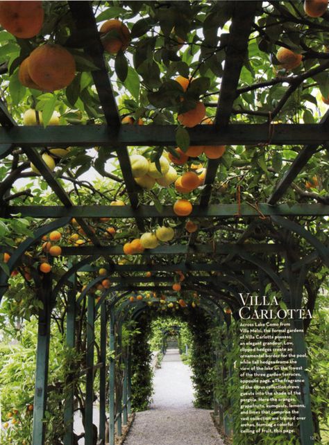 Formal Garden Design, Brick Patterns Patio, Formal Garden, Beautiful Yards, Garden Route, Citrus Trees, Mediterranean Garden, Orange Tree, Garden Pool