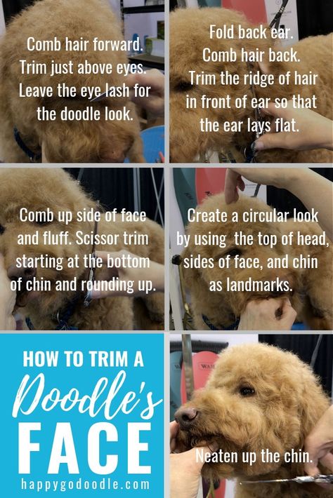 Doodle Face Grooming Short, Trim Goldendoodle Face, How To Groom A Goldendoodle At Home, How To Trim Goldendoodle Face, How To Groom A Goldendoodle, Doodle Face Grooming, Doodle Grooming, Labradoodle Grooming, Dog Grooming Diy