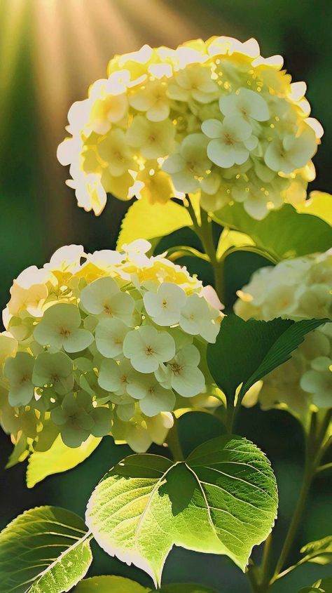 Beautiful Paintings Of Nature, Yellow Hydrangea, New Nature Wallpaper, Fashion Nature, Beautiful Flowers Garden, Painting Inspo, Girls Rock, Exotic Flowers, Flowers Nature