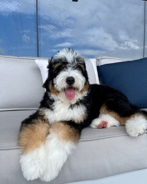 Aussie Doodle Puppy, Dog Bucket List, Dream Puppy, King Spaniel, Mini Bernedoodle, Bernedoodle Puppy, Dream Dog, Puppy Supplies, Goldendoodle Puppy