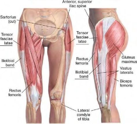 Tight It Band, Tensor Fasciae Latae, Iliotibial Band, Quads And Hamstrings, Tight Hip Flexors, Human Body Anatomy, Ashley Black, Muscle Anatomy, Body Anatomy