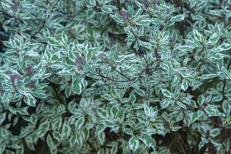 How to Grow and Care for Ivory Halo Dogwood Halo Dogwood, Purple Leaf Sand Cherry, Ivory Halo Dogwood, Baby Gem Boxwood, Wintergreen Boxwood, Red Shrubs, Dogwood Bush, Dogwood Shrub, Cedar Plant