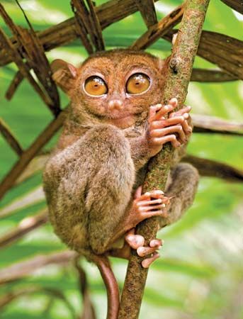 Tarsier (Scientific name: Tarsiidae).  Google search: "Tarsier, any of 6 species found only on various islands of Southeast Asia, are carnivorous, small, leaping, ‎haplorrhine primates of the family Tarsiidae, which is itself the lone extant family within the infraorder Tarsiiformes. Wikipedia. & "The hind limbs of tarsiers are about twice as long as their bodies, due mostly to the extremely elongated tarsus bones of the feet, from which the animals get their name.marybatessciencewriter.com." Small Monkey, Mandrill, Unusual Animals, Bohol, Weird Animals, Primates, Animals Of The World, Unique Animals, Reptiles