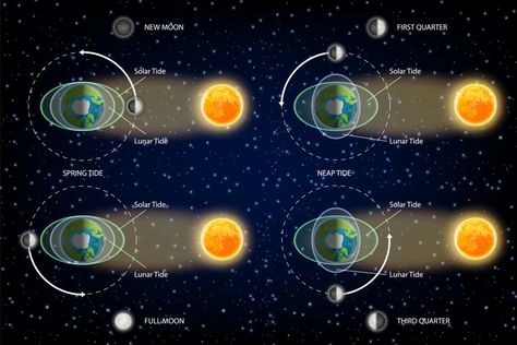 Curious Kids: How does the Moon, being so far away, affect the tides on Earth? Lunar Illustration, School Of Sorcery, Logo Phoenix, Demon Symbols, Diagram Illustration, Moon Ocean, Solar Lunar, Tata Surya, Science Day