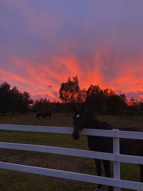 Sunset. Horse. Horses. Pretty skys. Horse In Sunset, Kimberly Core Aesthetic, Horse Widgets, Country Sunset Aesthetic, Ranch Sunset, Horses Sunset, Horse Field, Farm Sunset, Horse Sunset