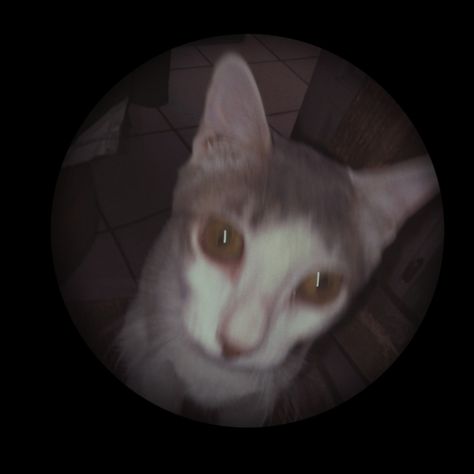 Cat Fisheye, Eye Pfp, Weird Cats, Tiktok Ideas, Fish Eye, Fish Eye Lens, Pfp Icons, Meow Meow, Profile Pics