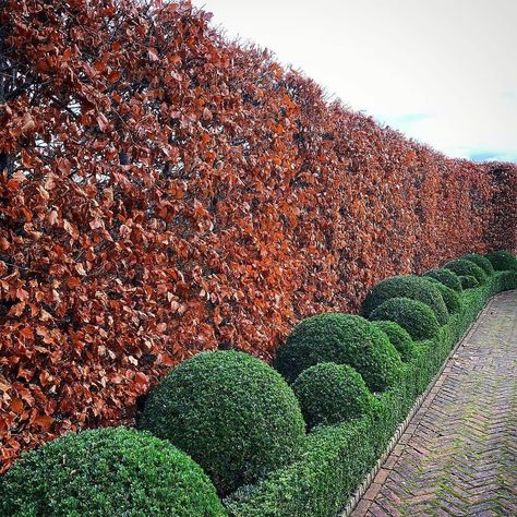 Box Topiary, Topiary Boxwood, Hedge Backdrop, Beech Hedge, Hornbeam Hedge, Sun House, Driveway Landscaping, Garden Windows, Garden Landscape Design