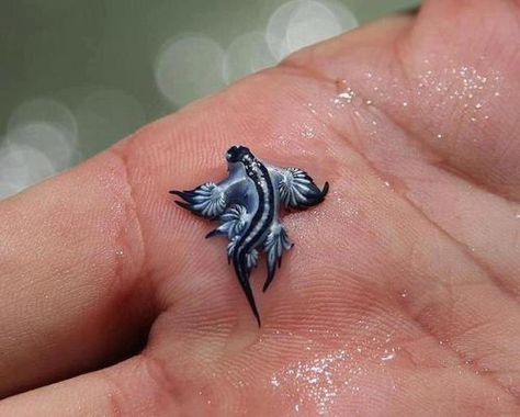 Glaucus atlanticus (aka blue dragon) is a species of small-sized blue sea slugs, a pelagic aeolid nudibranch, a marine gastropod mollusk (Wikipedia). They feed on the poisonous Man of War jellyfish, collecting its toxins and storing them in sacs on the end of their feather-like "fingers." The Blue Dragon thus produces a more powerful and deadly sting due to its ability to store poison. Blue Sea Slug, Glaucus Atlanticus, Bizarre Animals, Fauna Marina, Sea Slug, Unusual Animals, Blue Dragon, Weird Creatures, Slug