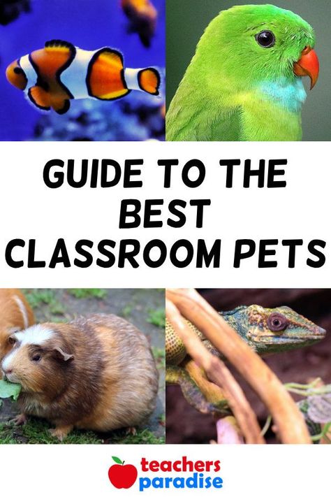 Kindergarten Class Pet Ideas, Classroom Pets Ideas, Easy Classroom Pets, Best Classroom Pets, Classroom Pets Real, Class Pets Ideas Teachers, Class Pet Ideas, Classroom Pet Ideas, Class Pets