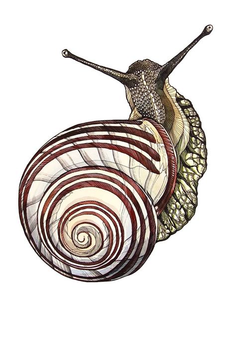 Irene Meniconi, Snail Image, Snail Tattoo, Snail Art, April Art, Animal Watercolor, Reference Pics, Animal Drawing, Insect Art