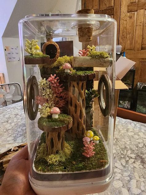 Creator/Artist Credits: Tinsley Howard Jumping Spider Fairy Garden, Jumping Spider Terrarium Diy, Jumping Spider Terrarium Ideas, Jumping Spider Playground, Pet Jumping Spider Enclosure, Diy Jumping Spider Enclosure, Spider Enclosure Ideas, Jumping Spider Enclosure Ideas, Jumping Spider Pet