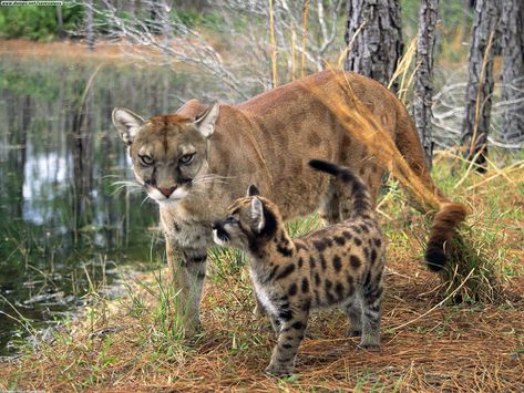 Florida panther in Everglades | Unfortunately, for many years now, pets have been released or escaped ... Pumas Animal, Panther Cub, Florida Panther, Everglades Florida, Mountain Lion, Endangered Animals, Florida Panthers, Weird Animals, Endangered Species