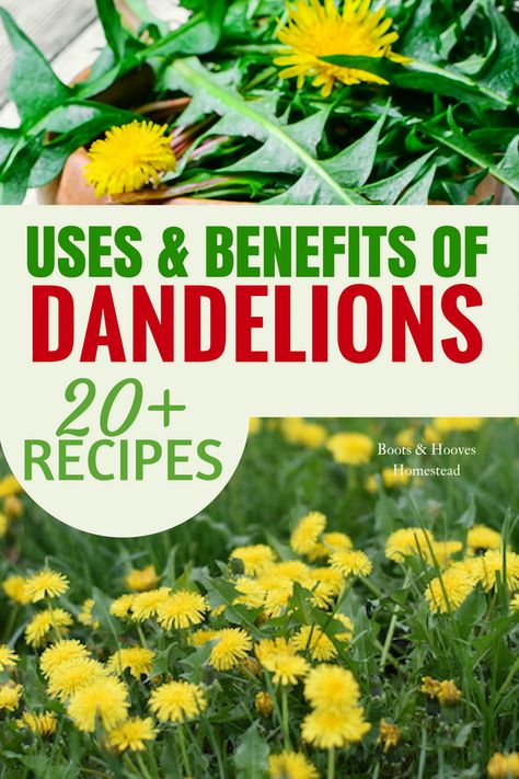 USES & BENEFITS of DANDELIONS. Plus over 20 fresh recipes for dandelions! Health Benefits Of Dandelions, Dandelion Recipes Benefits Of, Dandelion Oil Benefits, Dandelion Remedies, Dandelion Uses, Plants Benefits, Benefits Of Dandelion, Plant Recipes, Natural Medicines