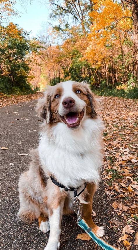 Australian Shepherd Aesthetic, Australia Shepherd, Red Merle Australian Shepherd, Cute Dogs Images, Reactive Dog, Aussie Puppies, Australian Shepherd Puppies, Farm Dogs, Cute Dog Photos