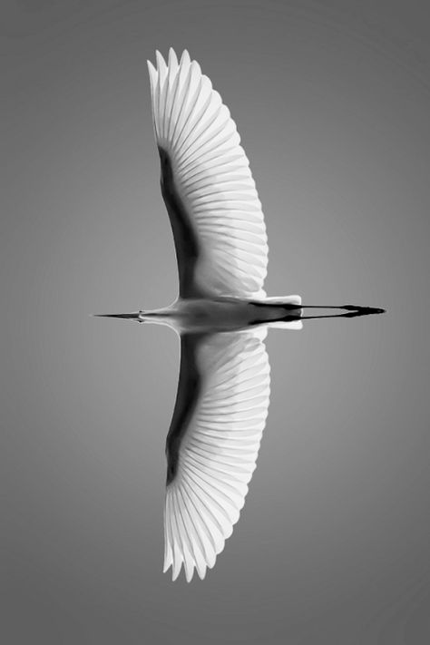 Photo Bird Flying, Above The Clouds, Pretty Birds, Colorful Birds, Bird Photography, Wildlife Photography, White Photography, Birds In Flight, Black And White Photography